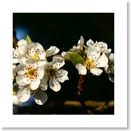 horticulture